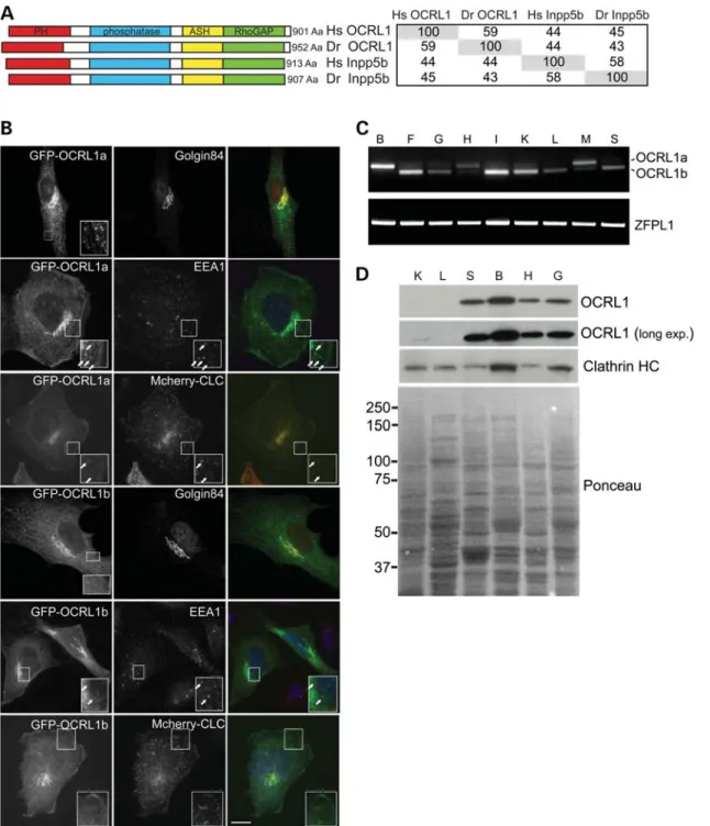Figure 1. OCRL1 domain organization, subcellular localization, and tissue-specific splicing and expression are conserved in zebrafish