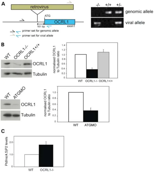 Figure 3. A zebrafish mutant deficient in OCRL1 has elevated PtdIns(4,5)P 2 levels. (A) Left: Schematic diagram showing the location of the retroviral insertion upstream of the OCRL1 start codon