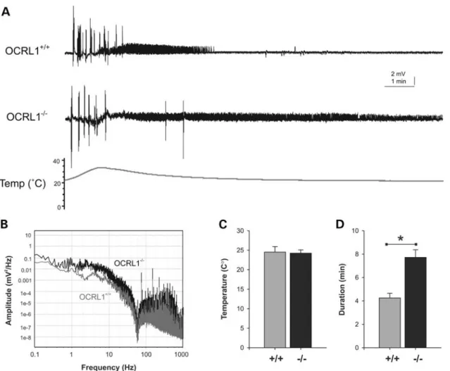 Figure 4. Electrographic seizure activity in OCRL1 mutant zebrafish. (A) Representative recoding taken from the forebrain of parental OCRL1 +/+ and OCRL1 2/2 mutant zebrafish embryos at 6 dpf