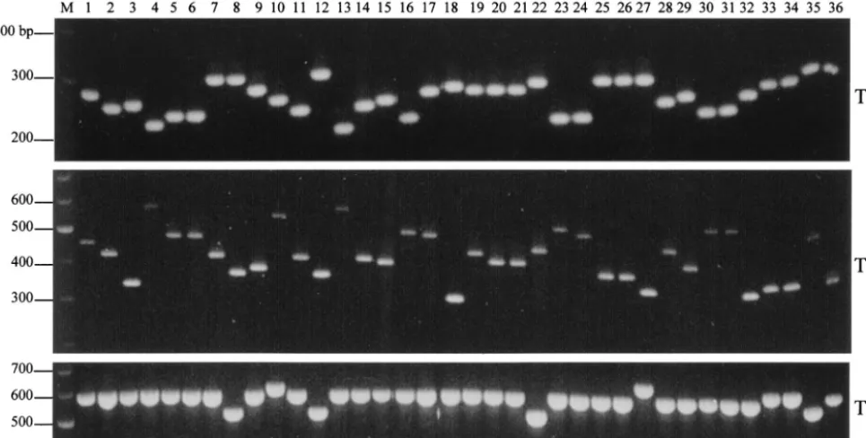 FIG. 2. Agarose gel analysis of the VNTR banding proﬁles ampliﬁed from the 36 representative S