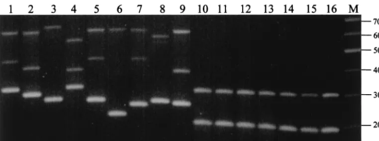 FIG. 3. Speciﬁcity of the multiplex PCR assay for strain typing S. entericaentericaisolates; 10, serovar Typhi isolates