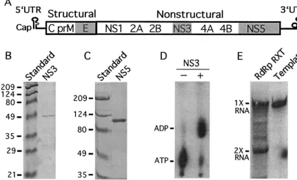 FIG. 1. (A) WNV genome structure. The recombinant proteins used in this study are shaded