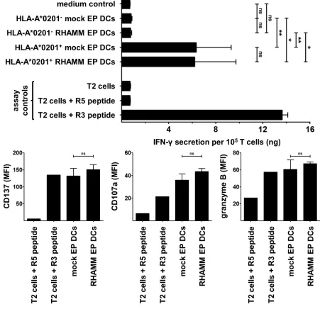 Figure 3: Stimulation of RHAMM R3-specific T cells by DCs. The RHAMM R3-specific cytotoxic CD8+ T cell clone was stimulated for 24 hours without DCs (medium control) or with mock EP DCs or RHAMM EP DCs from HLA-A*0201- (n = 5) or A*0201+(n = 3) donors