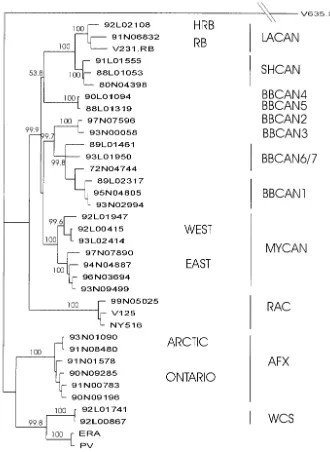 FIG. 1. Phylogeny of rabies virus strains in Canada. Nucleotide sequences for the coding region of the P genes for isolates representative ofall rabies virus strains examined in these studies were aligned and used for phylogenetic prediction by using a neighbor joining algorithm with
