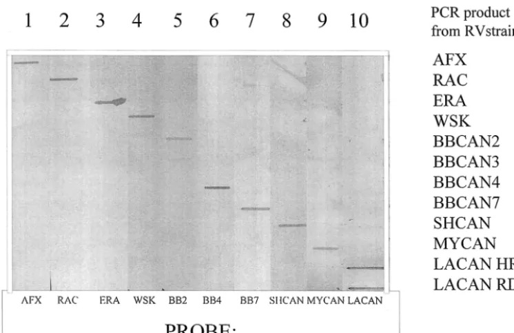 FIG. 2. Slot blotting analysis showing the speciﬁcities of selected P-gene-speciﬁc probes