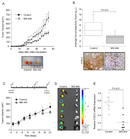 Figure 6: MS-444 inhibits COX-2 expression in vivo. A. Tumor growth of HCA-7 cell implants in nude mice treated with 25 mg/kg MS-444 or vehicle control every 48 hr