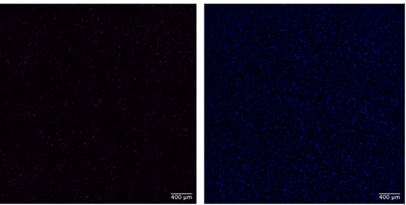 Figure   2.    Representative   Images   of   Ki67   and   DAPI   staining  