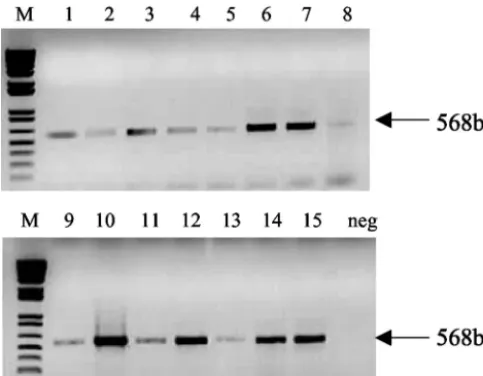 FIG. 2. Ampliﬁcation products obtained by conventional diagnos-tic IS2404 PCR with DNA extracted from swabs used for taking sam-