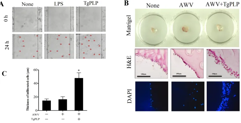 Figure 4: Increased phagocytosis in BMMs after TgPLP treatment. A. EGFP+-CT26-cells were exposed by UV for 10 min, and then used as target cells