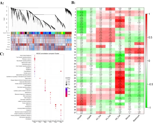 Figure 2: Gene co-expression analysis of stage-specific dynamics during bovine preimplantation development.A