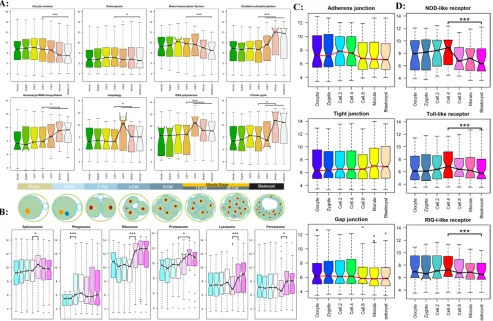 Figure 4: The timing genome-wide activation of KEGG functional pathway in preimplantation embryogenesis