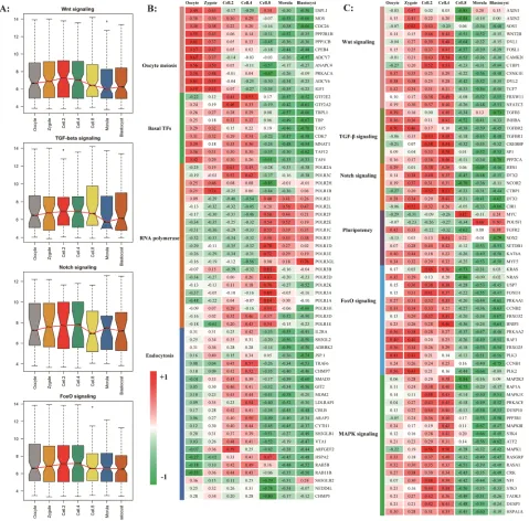 Figure 5: The timing expression of maternal pioneer master regulator. A. The pre-activation of key signal pathways before major waves of embryonic genome activation