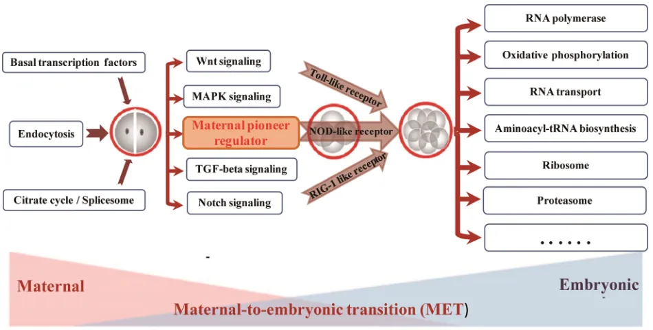Figure 6: The probable timing activation of functional pathway during bovine preimplantation development.
