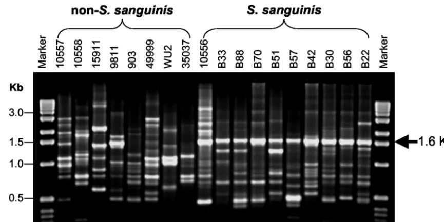 FIG. 1. AP-PCR ﬁngerprint proﬁles generated from S. sanguinisresults were obtained by ampliﬁcation of genomic DNA with primer OPA-02