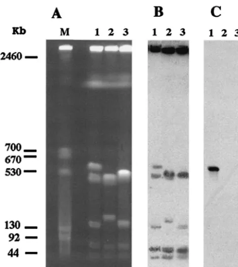TABLE 2. Clinical features of the blaVEB-1-positive A. baumannii isolates