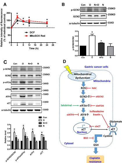 Figure 9: ROS mediates mitochondrial dysfunction-induced activation of the GCN2-eIF2α-ATF4-xCT pathway