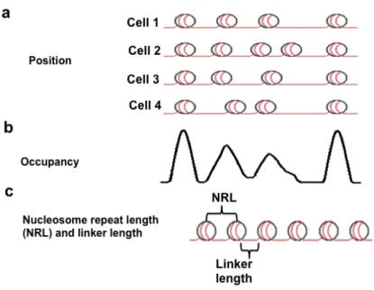 Figure 1-1. Current genome-wide maps of nucleosmes represent an average of the  population assayed