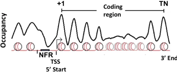 Figure  1-2.  A  canonical  nucleosome  organization  surrounding  coding  regions  in  S