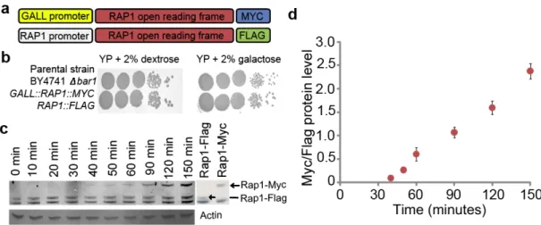 Figure 3-1. Development of transcription factor competition-ChIP in yeast.   