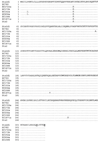 FIG. 1. Predicted amino acid sequences of the stx2d A-subunit genes from isolates identiﬁed in this study aligned with the published sequencesof Stx2d1 from STEC isolate B2F1 (11, 17) and Stx2 (GenBank accession no