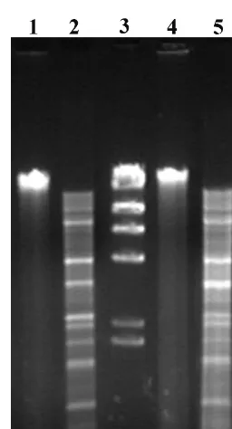 TABLE 2. Characterization of STEC isolates with the stx2d genotype