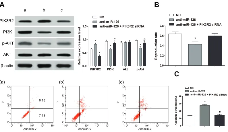 Figure 6: Overexpression of miR-126 inhibits PIK3R2 and activates the PI3K/AKT signaling pathway