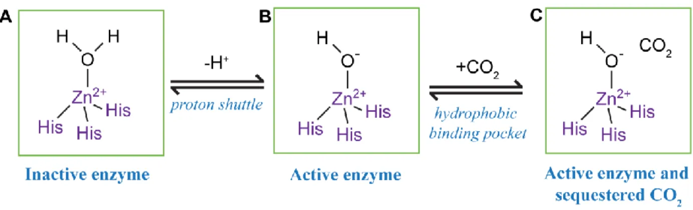Figure 1.1. CA activity is reliant on an effective proton shuttle and hydrophobic binding  pocket