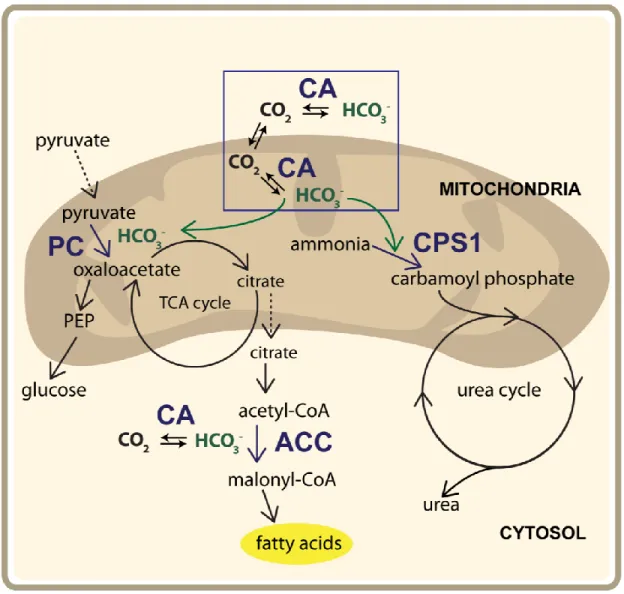 Figure 1.2. Mitochondrial CA assists with ureagenesis, gluconeogenesis, and lipogenesis