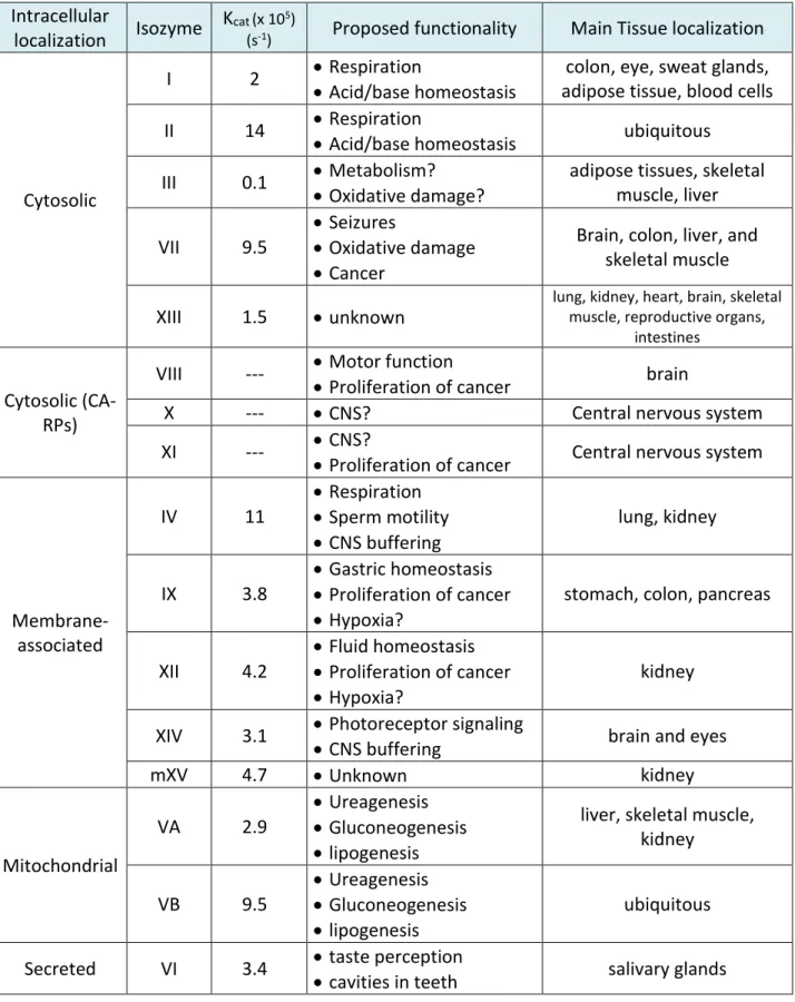 Table 1.1. Localization, activity, and function of the α-CA family. 