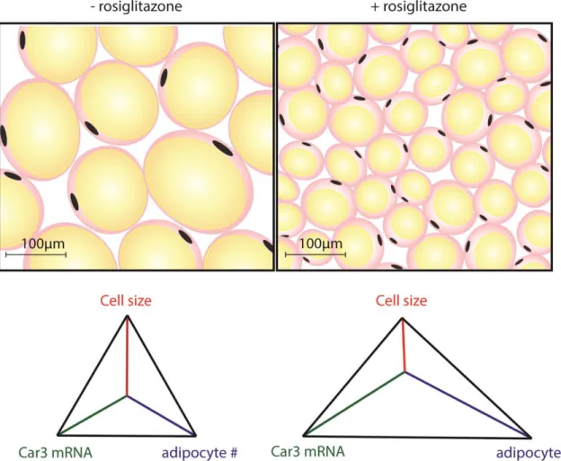 Figure 2.1. Rosiglitazone treated mouse and human adipocytes are smaller, more  numerous, and have increased expression of Car3
