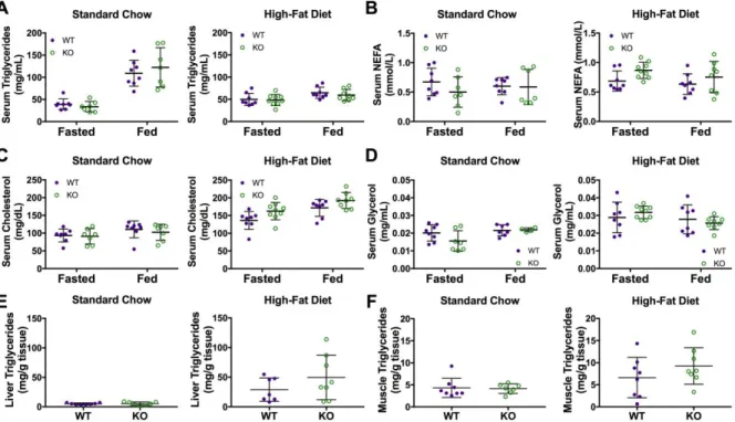 Figure 3.7. Car3 -/- mice show no difference in serum and tissue lipids and lipid substrates