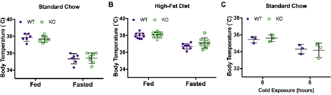 Figure 3.8. Car3 -/- mice have normal thermoregulation. Wild type (WT) and knockout (KO)  body temperatures of adult mice aged 8-15 weeks at different states of thermoregulation