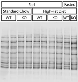Figure 4.1. CA III has no effect on oxidation of proteins in livers of mice. Oxidized proteins  from liver lysates of fed and fasted Car3 WT and KO mice