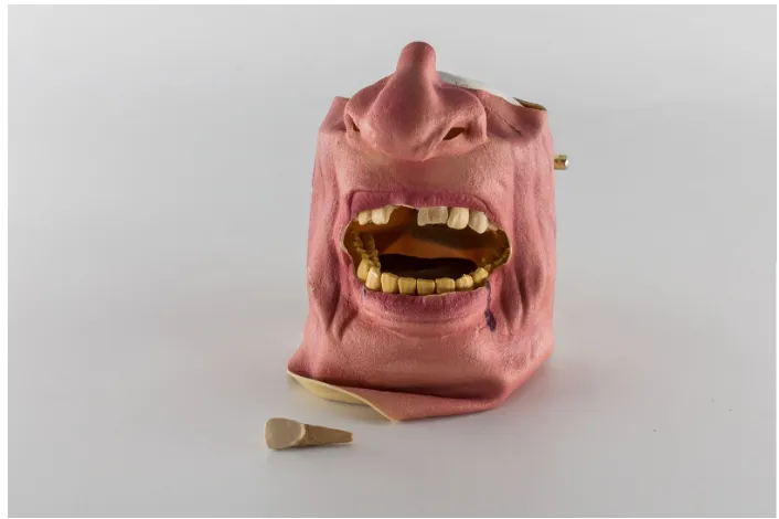 Figure 1: Mannequin-training model with avulsed tooth (Photo: Pirc M.) 