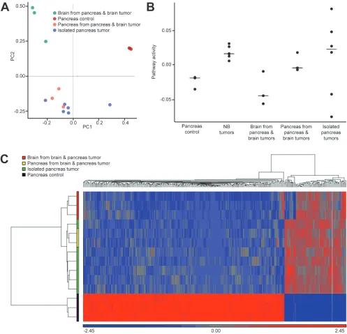 Figure 4 Microarray-derived mRNA profiles obtained from tumors of LSL-MYCN;hGFAP-Cre mice were compared to control pancreata