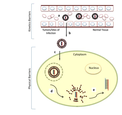 Figure 1.1  Kinetic and physical barriers to the systemic delivered nanoparticle  formulation