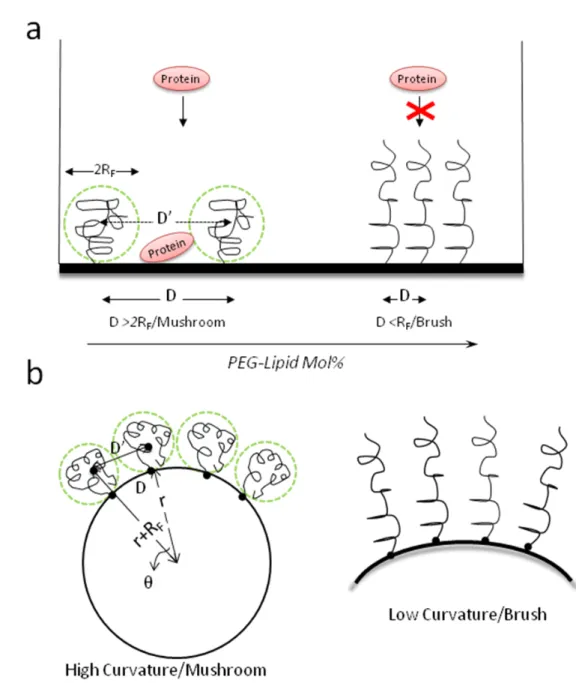 Figure  1.2  Putative PEG conformation regimes with respect to the polymer  concentration in (a) the bilayer and (b) the curvature of the bilayer