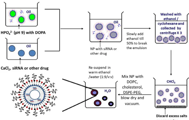 Figure 2.1 Formation of LCP NPs formulation in microemulsion. 
