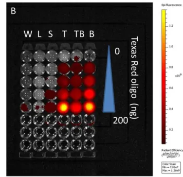 Figure 2.3 Measured fluorescence intensity of Texas Red oligonucleotides.  