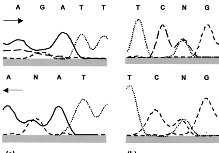 FIG. 1. Two examples of raw sequencing data for forward and reverse strands of PCR product from C