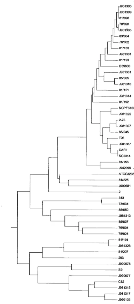 FIG. 4. Burst analysis showing 16 clonally related diploid sequencetype numbers (see Table 3) derived from a subset of the isolates