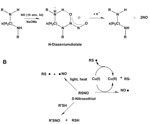 Figure 1.4.  (A) N-diazeniumdiolate and (B) S-nitrosothiol nitric oxide (NO) donors  with decomposition pathways