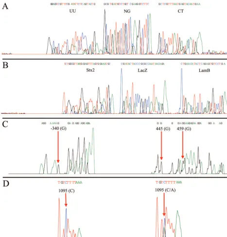 FIG. 4. Electropherogram of analyzed data showing U. urealyticumof humansecond segment (C); and homozygous wild type (control) showing cystine at locus 1095 with the test (human) sample showing heterozygocitytrachomatis (UU; 28 nucleotides), N