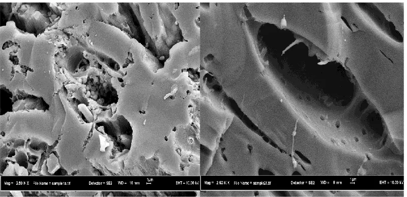 Figure-3.1.Morphology of immobilized bead (2.5K × magnification) before MFC operation  (left) whole bead, (right) cross sectional bead