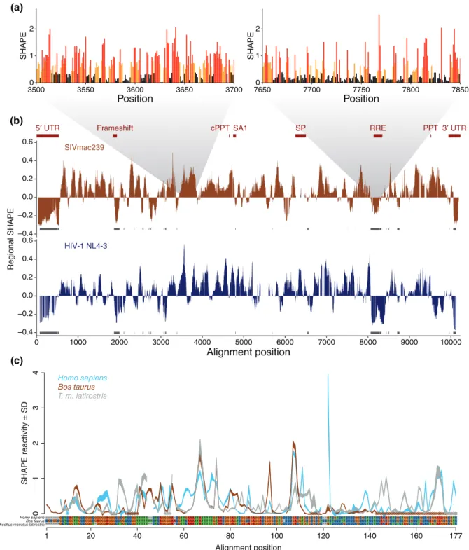 FIGURE 2 | SHAPE data for related RNAs follow similar but not identical patterns. (a) Examples of SHAPE data from high-SHAPE regions (left) and low-SHAPE regions (right) from the SIVmac239 SHAPE data from Pollom et al