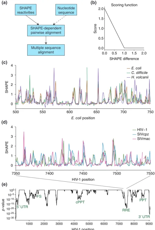 FIGURE 3 | SHAPE data of homologous RNAs can facilitate sequence alignments. (a) Schematic of SHAPE-directed sequence alignment used in Lavender et al