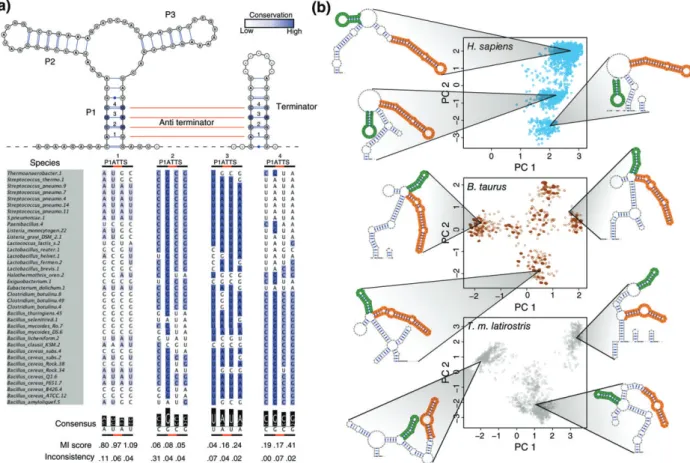 FIGURE 4 | SHAPE reactivities can help identify conservation of multiple RNA structures