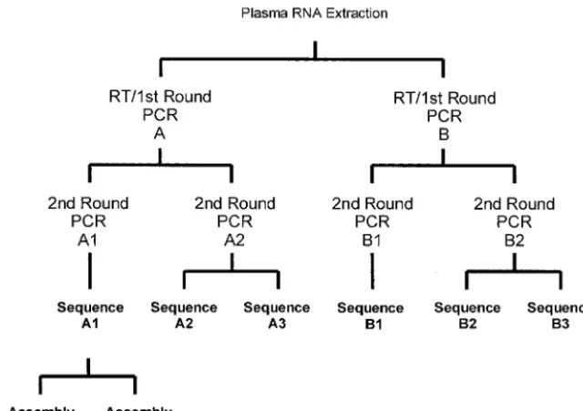 FIG. 1. Replicate testing algorithm. This algorithm depicts the replicate testing of RNA extracts from the 46 HIV-positive cross-sectionalsamples.