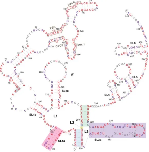 Figure 4. Relative evolutionary conservation of each nucleotide overlayed on the secondary structure model of the 5 0 leader of Ty1 RNA
