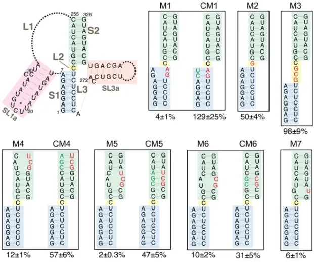 Figure 6. Retrotransposition of mini-Ty1his3AI elements with mutations in the Ty1 pseudoknot core